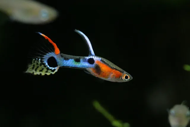 オークリー ゴーグル: なぜ魚は空を飛べないのか？