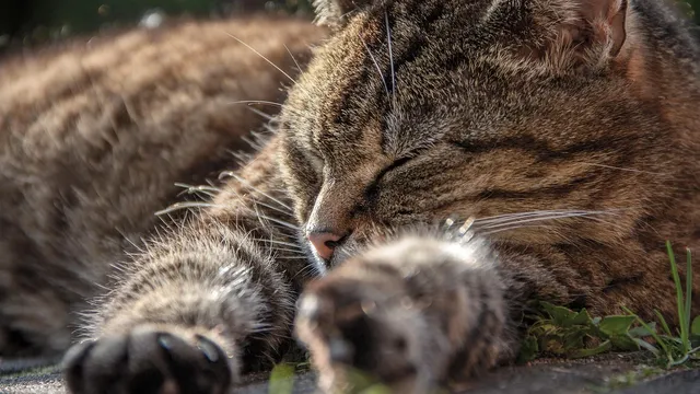 亡くなった人 夢 頻繁 ～その意味と心のメッセージ～