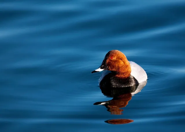What is the Fastest Animal in Water?