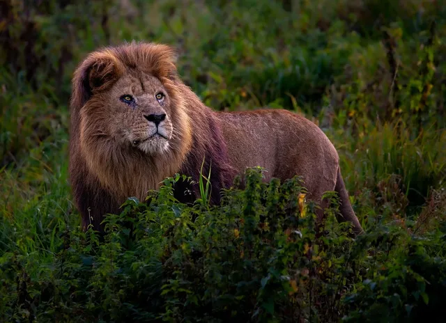 What Spirit Animal Is A Leo?