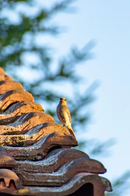 How Much for Roof Repair? A Comprehensive Guide
