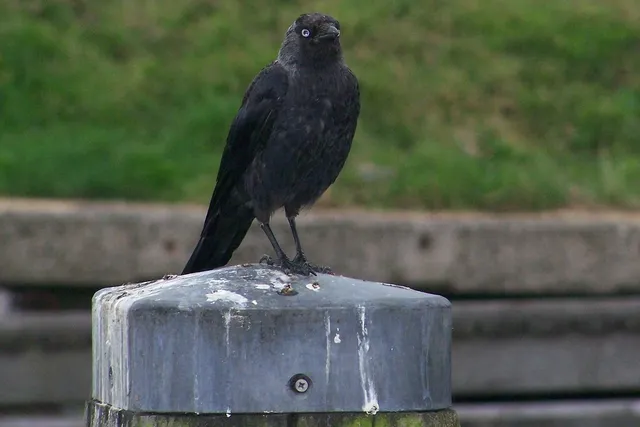 チョコザップ 出店計画：なぜカラスはチョコレートを盗むのか？